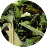 Immune Defense - Maitea